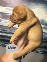 Kentucky’s “Diesel”, a male Dogue de Bordeaux for sale in Corbin, KY – 2 of 7