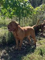 Kentucky’s “Diesel”, a male Dogue de Bordeaux for sale in Corbin, KY – 4 of 7