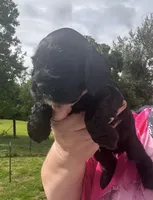 AKC Male #2, a male Cocker Spaniel for sale in Corbin, KY – 2 of 5