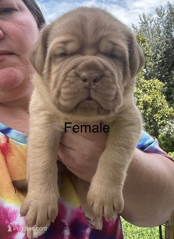 Kentucky’s “Zena”  – Dogue de Bordeaux puppy for sale in Corbin, KY