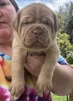 Kentucky’s “Zena” , a female Dogue de Bordeaux for sale in Corbin, KY – 1 of 9