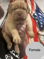 Kentucky’s “Zena” , a female Dogue de Bordeaux for sale in Corbin, KY – 7 of 9