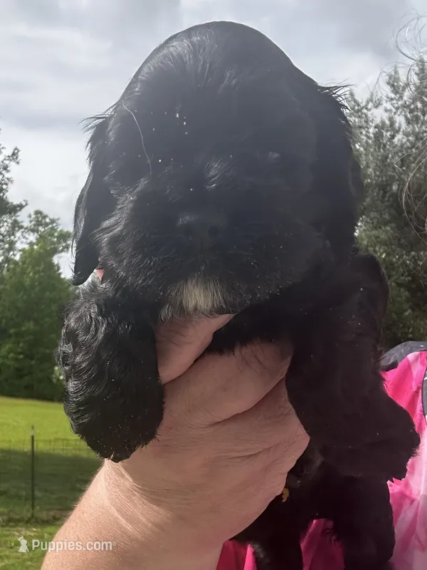 AKC Male #2 – Cocker Spaniel puppy for sale in Corbin, KY