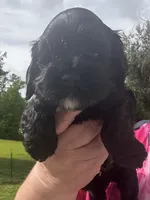 AKC Male #2, a male Cocker Spaniel for sale in Corbin, KY – 1 of 5