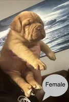 Kentucky’s “Zena” , a female Dogue de Bordeaux for sale in Corbin, KY – 5 of 9