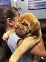 Sold, a male Dogue de Bordeaux for sale in Corbin, KY – 5 of 5