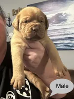 Kentucky’s “Diesel”, a male Dogue de Bordeaux for sale in Corbin, KY – 3 of 7