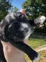 AKC Male #1, a male Cocker Spaniel for sale in Corbin, KY – 3 of 6