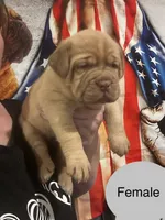 Kentucky’s “Zena” , a female Dogue de Bordeaux for sale in Corbin, KY – 9 of 9