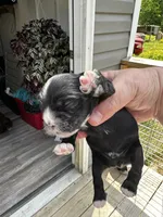 AKC Male #1, a male Cocker Spaniel for sale in Corbin, KY – 5 of 6