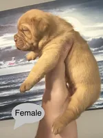 Kentucky’s “Zena” , a female Dogue de Bordeaux for sale in Corbin, KY – 8 of 9