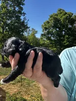 AKC Male #1, a male Cocker Spaniel for sale in Corbin, KY – 6 of 6