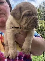 Kentucky’s “Zena” , a female Dogue de Bordeaux for sale in Corbin, KY – 2 of 9