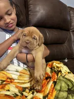 Sold, a male Dogue de Bordeaux for sale in Corbin, KY – 4 of 5