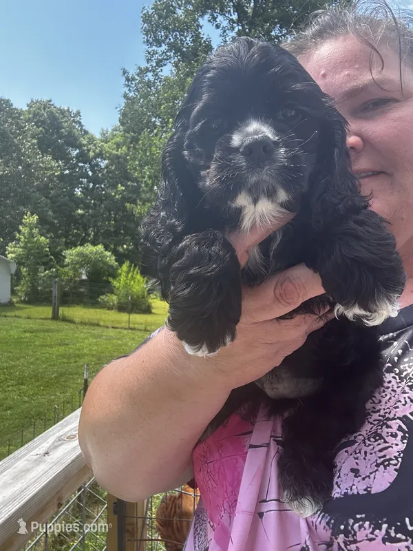 AKC Male #1 – Cocker Spaniel puppy for sale in Corbin, KY