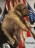 Kentucky’s “Zena” , a female Dogue de Bordeaux for sale in Corbin, KY – 6 of 9