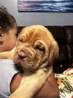 Sold, a male Dogue de Bordeaux for sale in Corbin, KY – 2 of 5