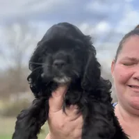 AKC Cindi Lu, a female Cocker Spaniel for sale in Corbin, KY – Photo 2 of 8