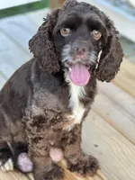 AKC Cindi Lu, a female Cocker Spaniel for sale in Corbin, KY – Photo 7 of 8