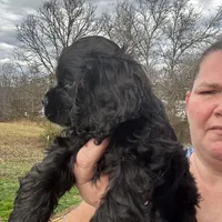 AKC Cindi Lu, a female Cocker Spaniel for sale in Corbin, KY – Photo 4 of 8