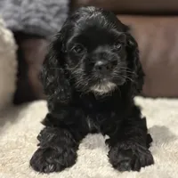 AKC Cindi Lu, a female Cocker Spaniel for sale in Corbin, KY – Photo 5 of 8
