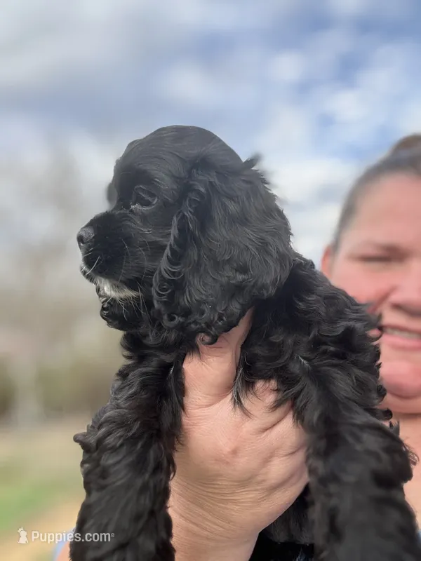 AKC Cindi Lu – Cocker Spaniel puppy for sale in Corbin, KY