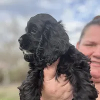 AKC Cindi Lu, a female Cocker Spaniel for sale in Corbin, KY – Photo 1 of 8