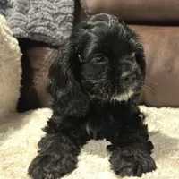 AKC Cindi Lu, a female Cocker Spaniel for sale in Corbin, KY – Photo 8 of 8