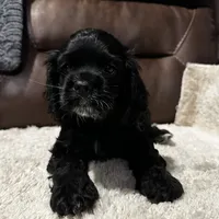 AKC Cindi Lu, a female Cocker Spaniel for sale in Corbin, KY – Photo 3 of 8