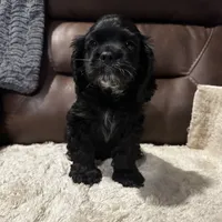 AKC Cindi Lu, a female Cocker Spaniel for sale in Corbin, KY – Photo 6 of 8