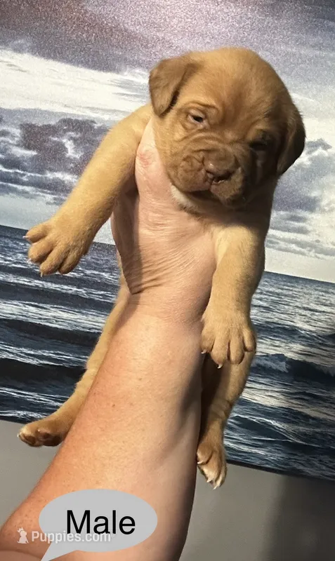 Kentucky’s “Diesel” – Dogue de Bordeaux puppy for sale in Corbin, KY