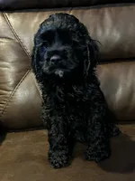 Tucker, a male Cocker Spaniel for sale in Corbin, KY – 2 of 2