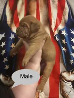 Kentucky’s “Diesel”, a male Dogue de Bordeaux for sale in Corbin, KY – 7 of 7
