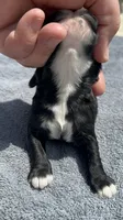 AKC Male #1, a male Cocker Spaniel for sale in Corbin, KY – 2 of 6