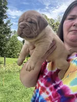 Kentucky’s “Zena” , a female Dogue de Bordeaux for sale in Corbin, KY – 4 of 9