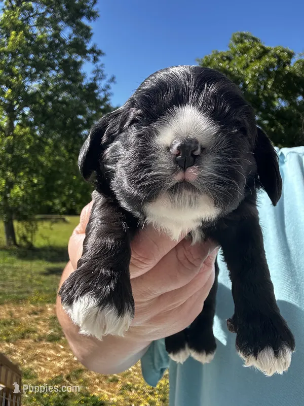 AKC Male #1 – Cocker Spaniel puppy for sale in Corbin, KY