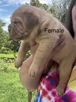 Kentucky’s “Zena” , a female Dogue de Bordeaux for sale in Corbin, KY – 3 of 9