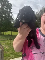 AKC Male #2, a male Cocker Spaniel for sale in Corbin, KY – 3 of 5