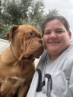 Kentucky’s “Diesel”, a male Dogue de Bordeaux for sale in Corbin, KY – 6 of 7