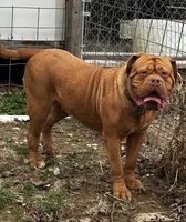 Kentucky’s “Diesel”, a male Dogue de Bordeaux for sale in Corbin, KY – 5 of 7