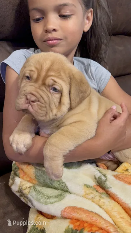 Kentucky’s “Zena”  – Dogue de Bordeaux puppy for sale in Corbin, KY