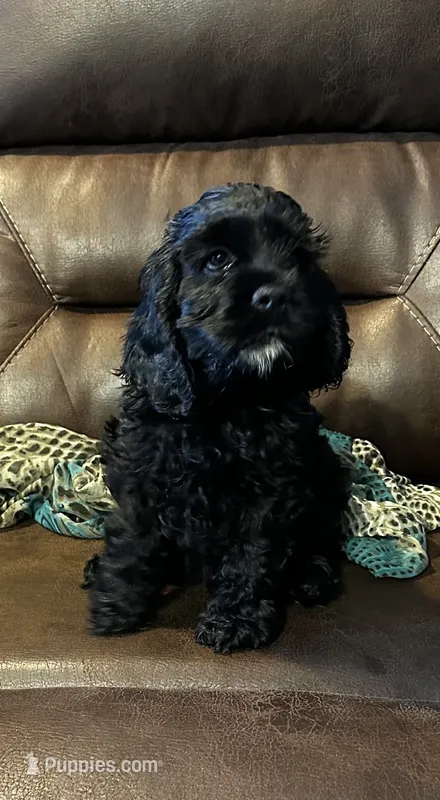 AKC Male #1 – Cocker Spaniel puppy for sale in Corbin, KY