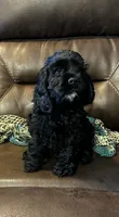 Tucker, a male Cocker Spaniel for sale in Corbin, KY – 1 of 2