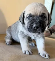 processed/95da7924-4003-42df-97e9-f18dd2dfb5ee/listing/1f30a2aa-628a-449f-89e9-1dd1a4fd5aa0/21e52e44-07ed-4d87-9950-ae01ef1a9f17