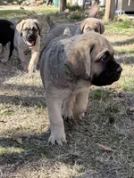 processed/95da7924-4003-42df-97e9-f18dd2dfb5ee/listing/1f30a2aa-628a-449f-89e9-1dd1a4fd5aa0/33454e87-3ae1-4cf1-838f-16d1c54d9609