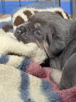 processed/95da7924-4003-42df-97e9-f18dd2dfb5ee/listing/c29ad1ff-5e1b-49e4-8d90-6fe33f573cd6/934faeeb-722a-475c-b41d-cebecd8017ad