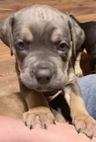 processed/95da7924-4003-42df-97e9-f18dd2dfb5ee/listing/c29ad1ff-5e1b-49e4-8d90-6fe33f573cd6/ec9824f5-fb99-4d29-a565-141449298187