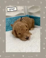 Orion, a male Goldendoodle for sale in Miami, FL – Photo 5 of 6