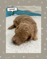 Orion, a male Goldendoodle for sale in Miami, FL – Photo 6 of 6