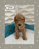 Orion, a male Goldendoodle for sale in Miami, FL – Photo 3 of 6